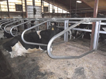 Agromatic Thunderbird/Surface Mount Freestalls